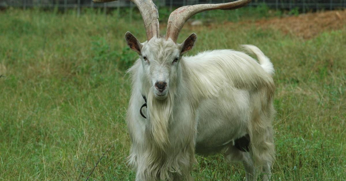 Captured elegance of the Ibex, known in Indonesia as Kambing Gunung.