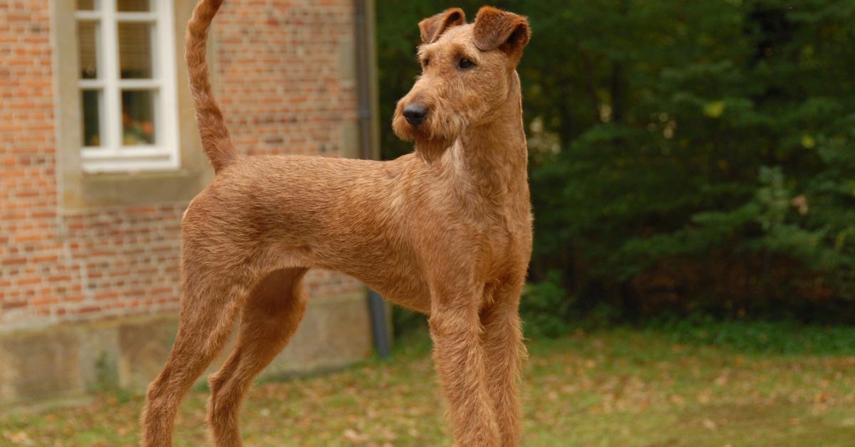 The elegant Irish Terrier (Canis lupus), a marvel of nature.