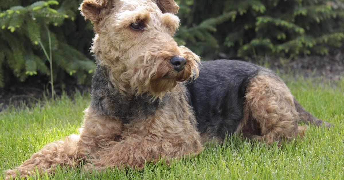 Captivating view of the Irish Terrier, known in Bahasa Indonesia as Terrier Irlandia.