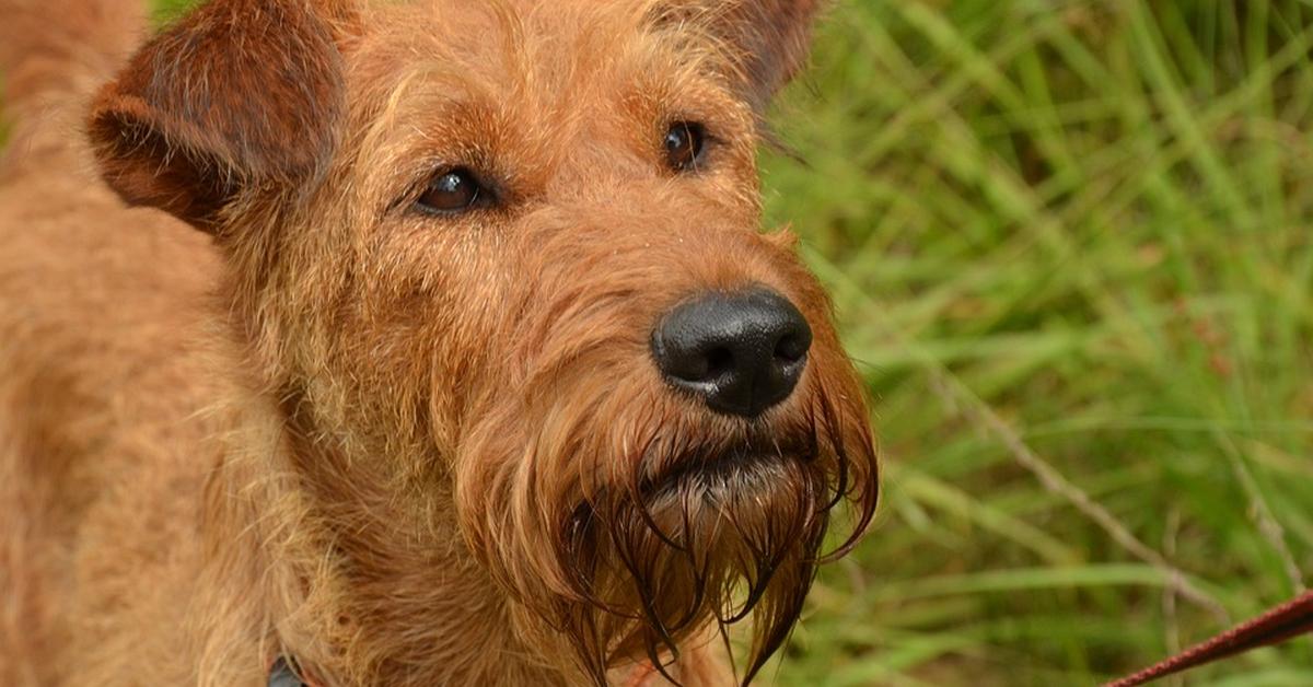 Photogenic Irish Terrier, scientifically referred to as Canis lupus.