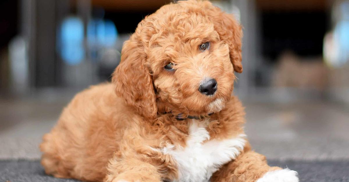 Striking appearance of the Irish Doodle, known in scientific circles as Canis Lupus.