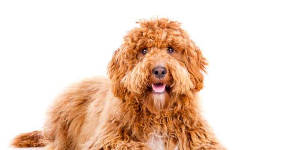 Distinctive Irish Doodle, in Indonesia known as Anjing Irish Doodle, captured in this image.