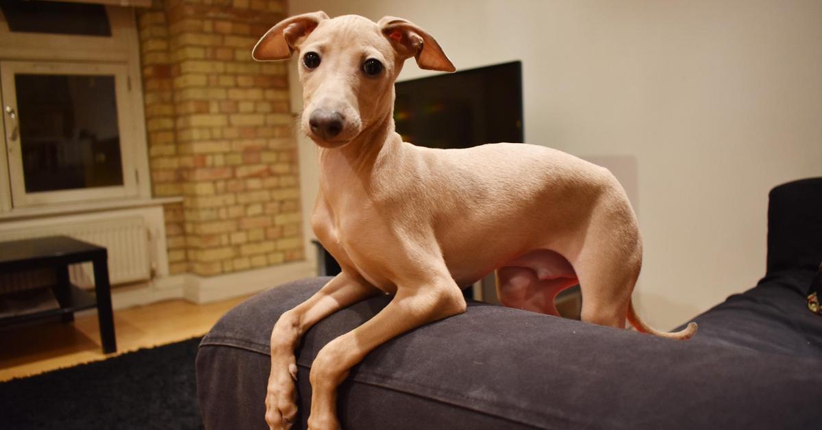 Elegant Italian Greyhound in its natural habitat, called Anjing Greyhound Italia in Indonesia.