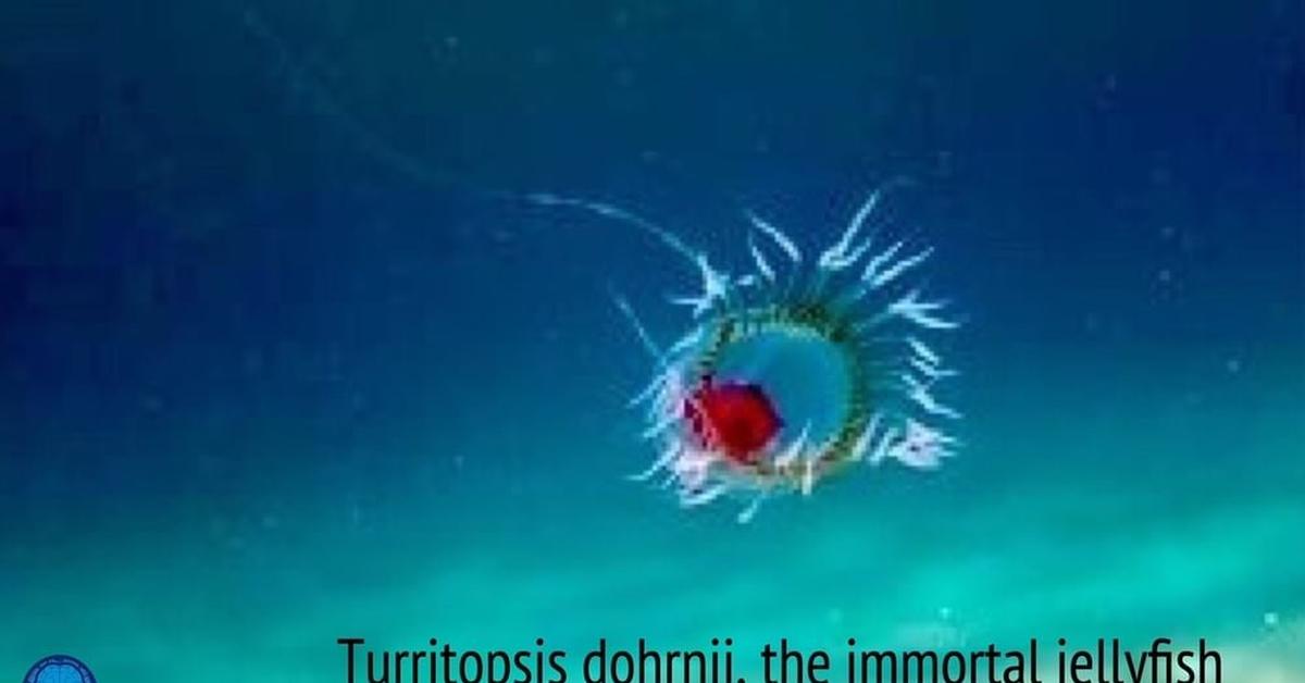 The Immortal Jellyfish, an example of Turritopsis dohrnii, in its natural environment.