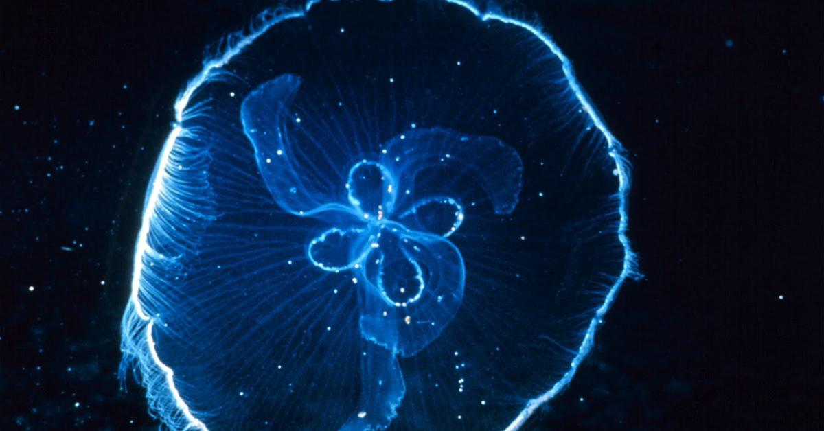 Iconic view of the Immortal Jellyfish, or Turritopsis dohrnii, in its habitat.