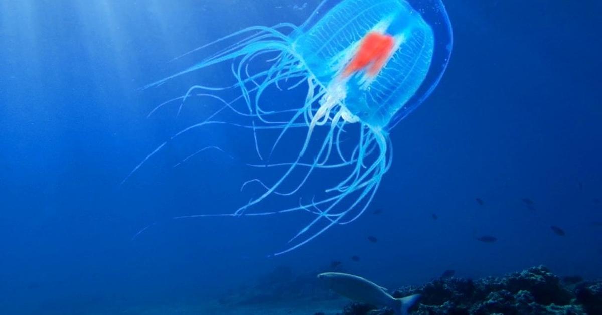 Captivating view of the Immortal Jellyfish, known in Bahasa Indonesia as Ubur-ubur Abadi.