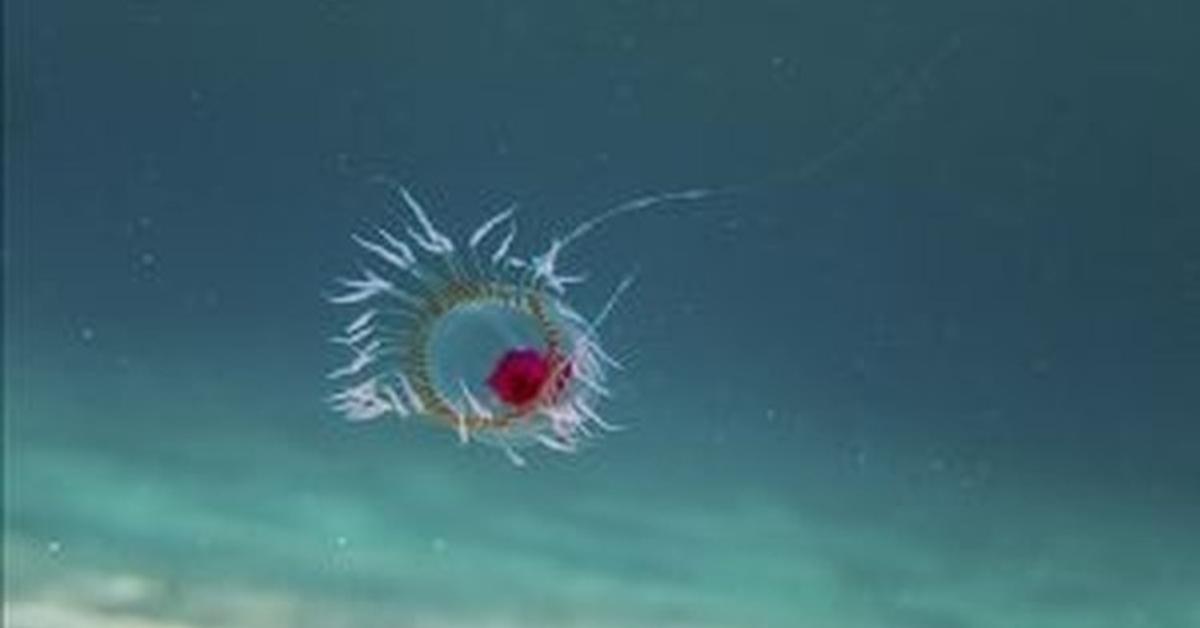 Charming view of the Immortal Jellyfish, in Indonesia referred to as Ubur-ubur Abadi.