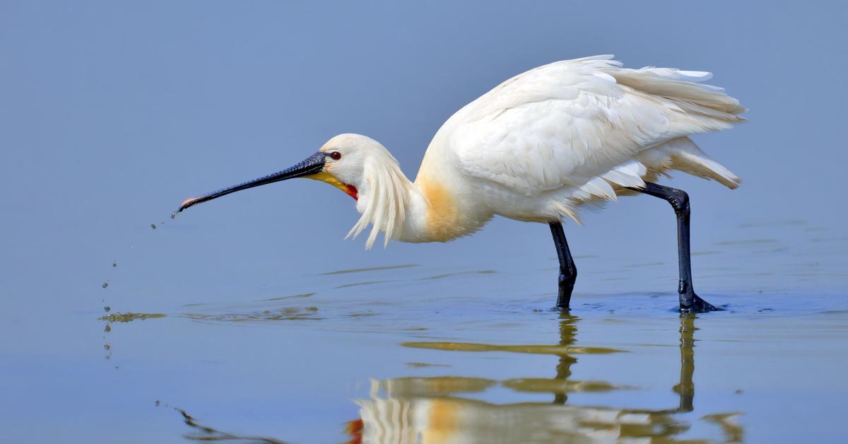 Captivating shot of the Ibis, or Ibis in Bahasa Indonesia.