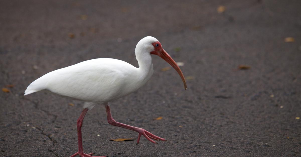 Stunning image of the Ibis (Threskiornithidae), a wonder in the animal kingdom.