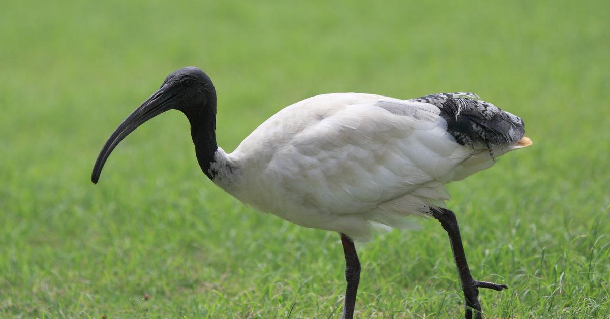 Visual representation of the Ibis, recognized in Indonesia as Ibis.