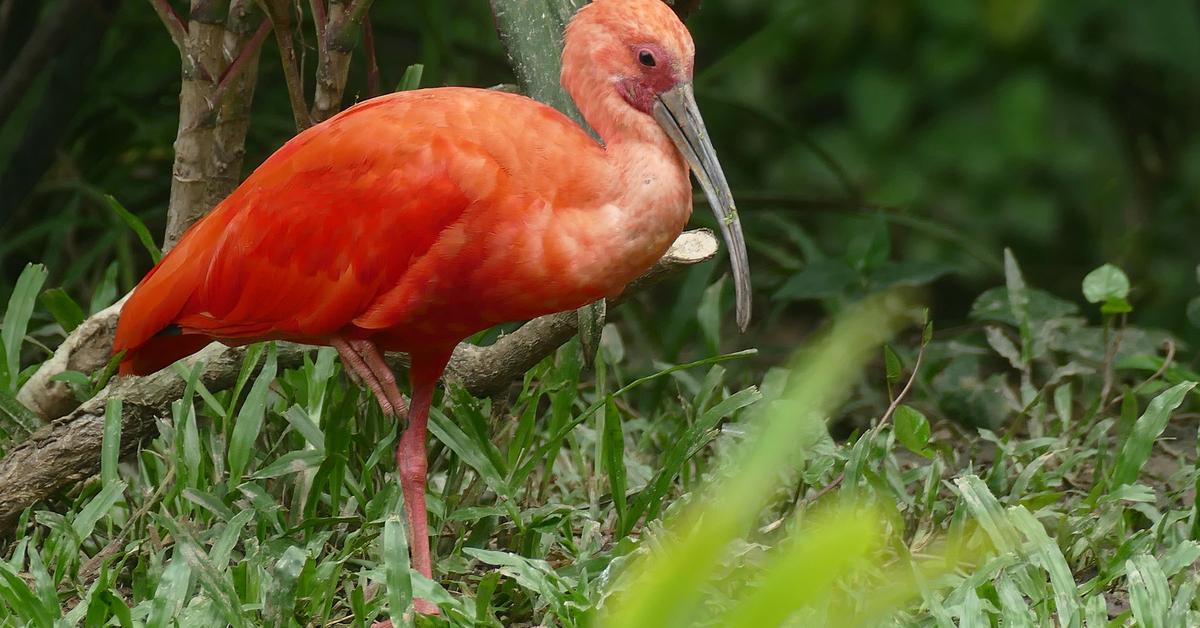 Captured elegance of the Ibis, known in Indonesia as Ibis.