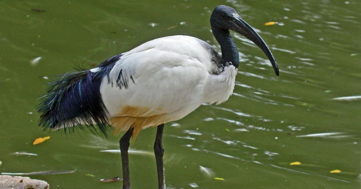 Visual representation of the Ibis, recognized in Indonesia as Ibis.