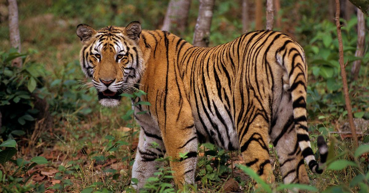 Close encounter with the Indochinese Tiger, scientifically called Panthera Tigris Corbetti.