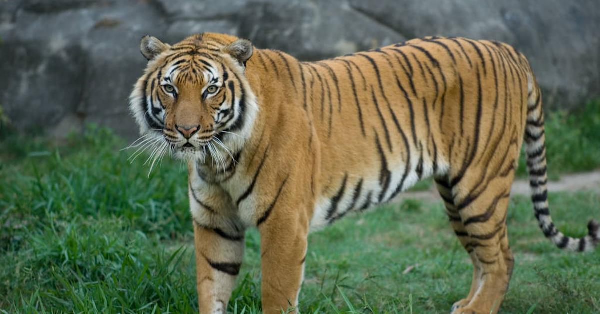 Picture of Indochinese Tiger, known in Indonesia as Harimau Indocina.