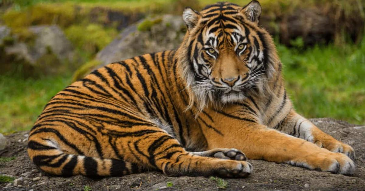 Photograph of the unique Indochinese Tiger, known scientifically as Panthera Tigris Corbetti.