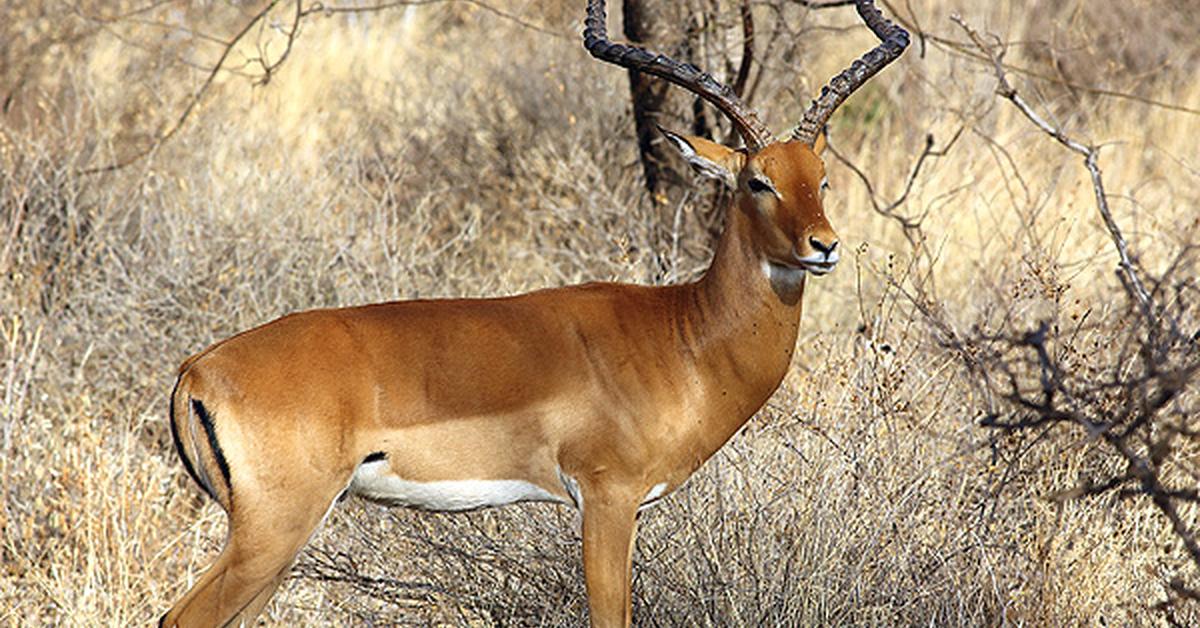 The Impala, an example of Aepyceros Melampus, in its natural environment.