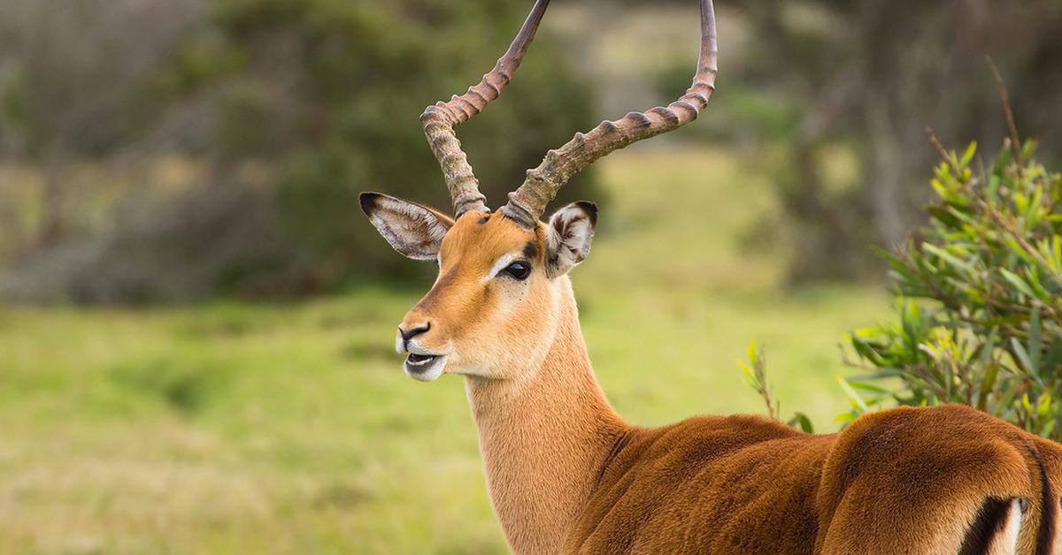 Image of the Impala (Aepyceros Melampus), popular in Indonesia as Impala.