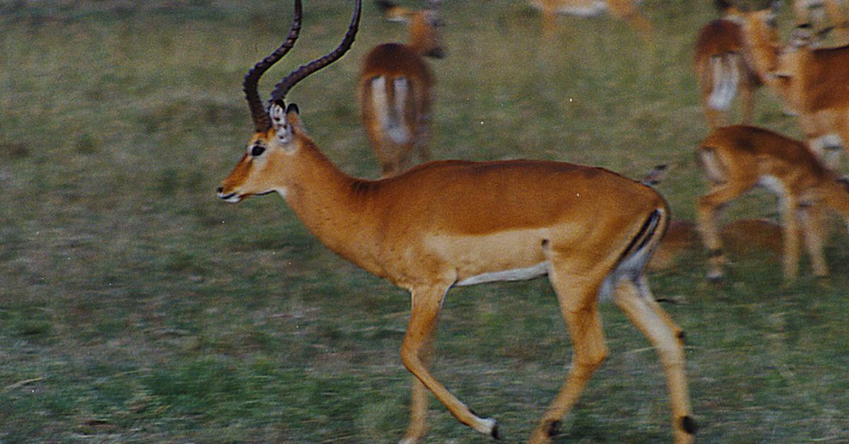 Enchanting Impala, a species scientifically known as Aepyceros Melampus.