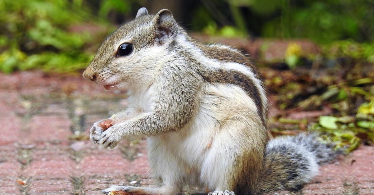 The fascinating Indian Palm Squirrel, scientifically known as Funambulus Palmarum.