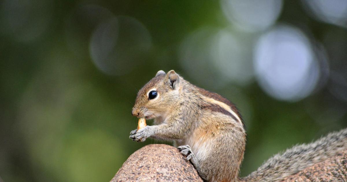 The Indian Palm Squirrel, a beautiful species also known as Tupai Kelapa India in Bahasa Indonesia.