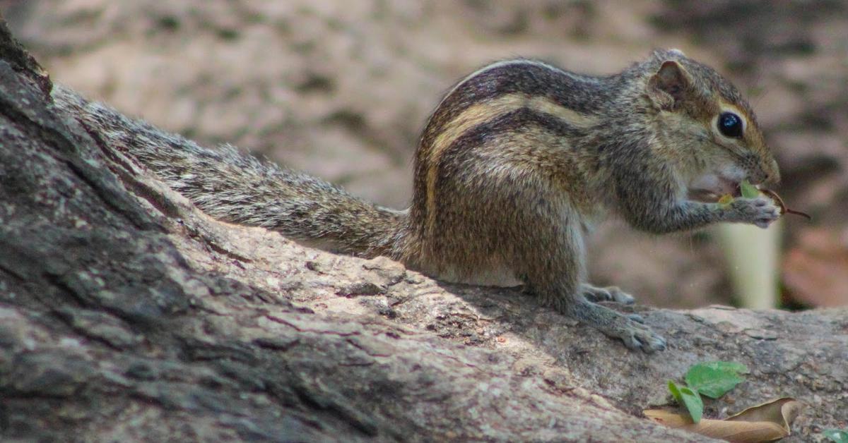 Insightful look at the Indian Palm Squirrel, known to Indonesians as Tupai Kelapa India.