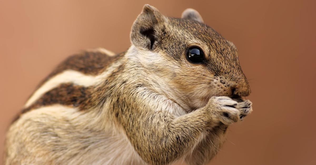 Stunning depiction of Indian Palm Squirrel, also referred to as Funambulus Palmarum.