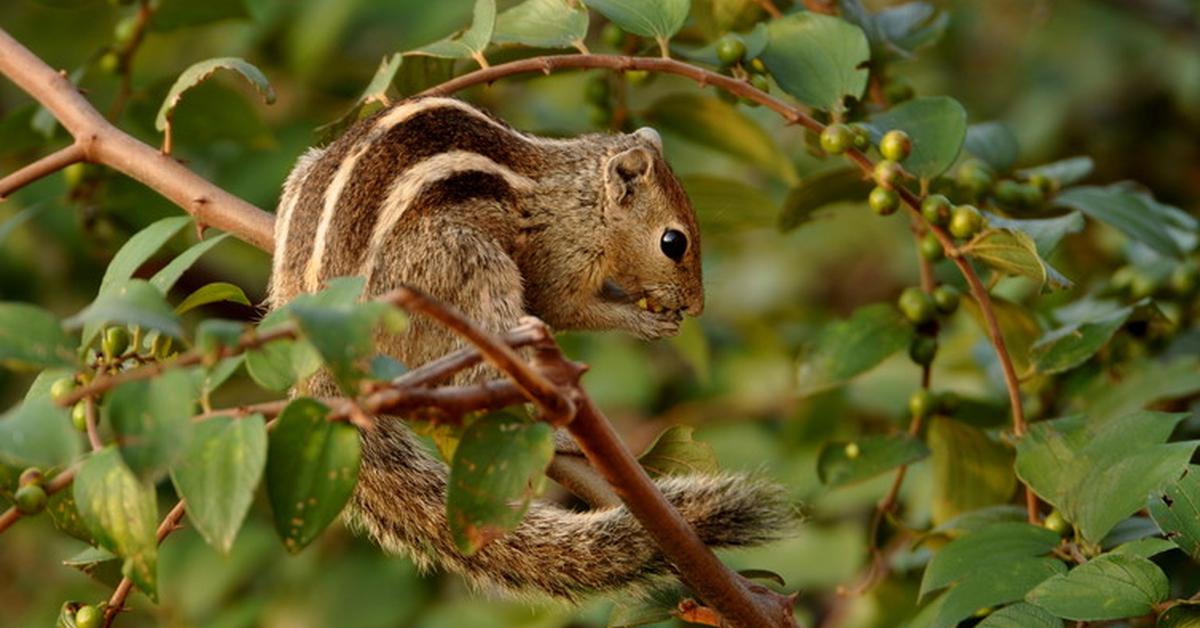 Visual of Indian Palm Squirrel, or Tupai Kelapa India in Indonesian, showcasing its beauty.