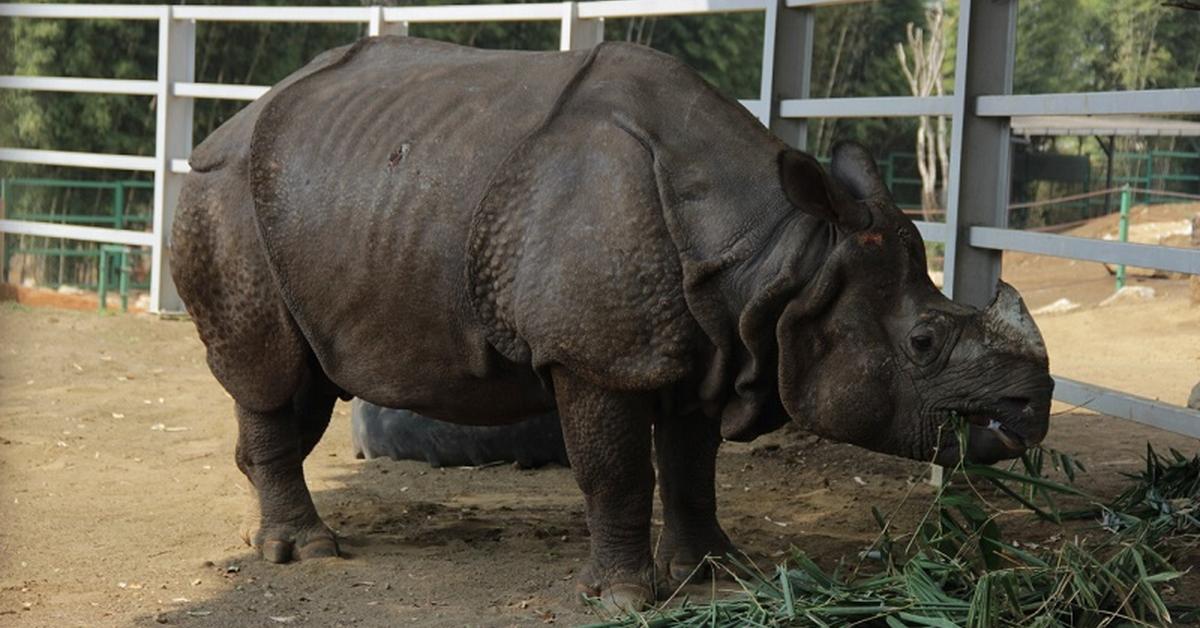 Glimpse of the Indian Rhinoceros, known in the scientific community as Rhinoceros Unicornis.