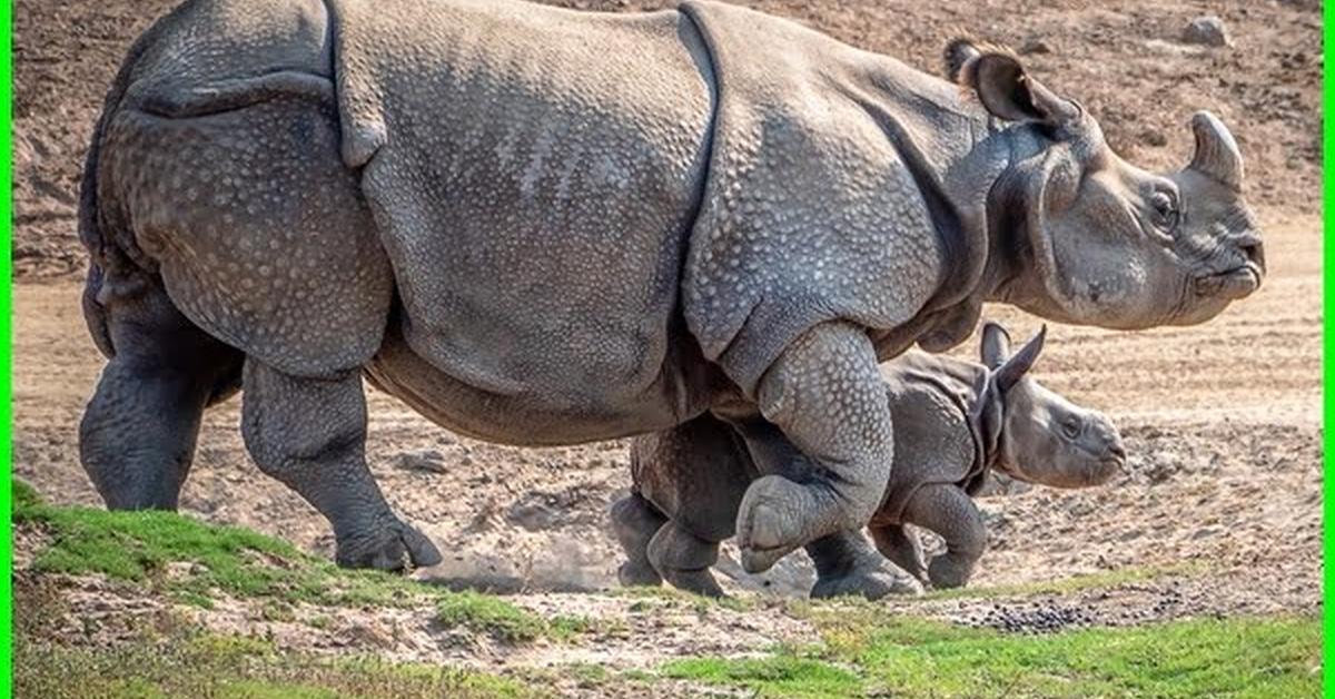 The Indian Rhinoceros, a beautiful species also known as Badak India in Bahasa Indonesia.