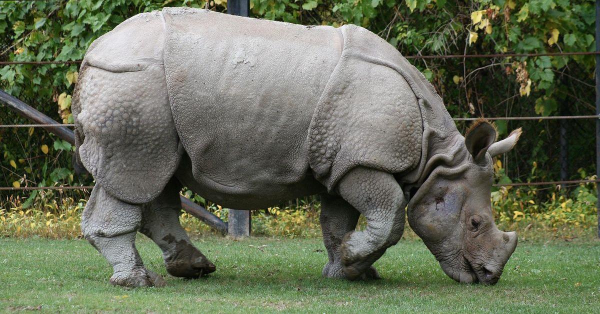 Stunning depiction of Indian Rhinoceros, also referred to as Rhinoceros Unicornis.