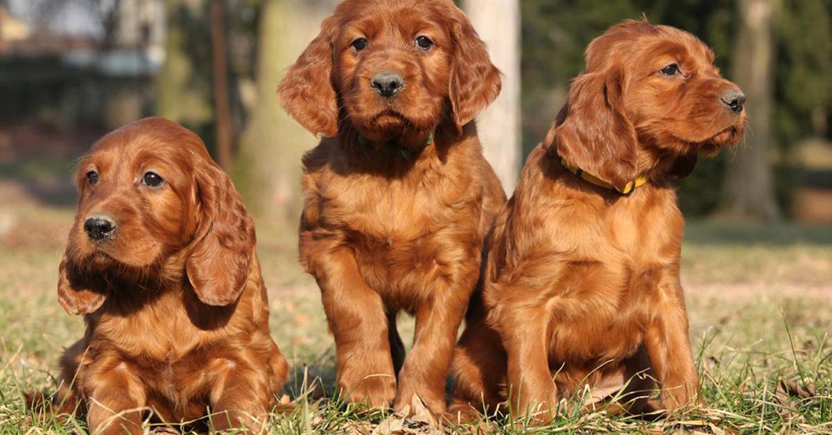 Image showcasing the Irish Setter, known in Indonesia as Irish Setter.