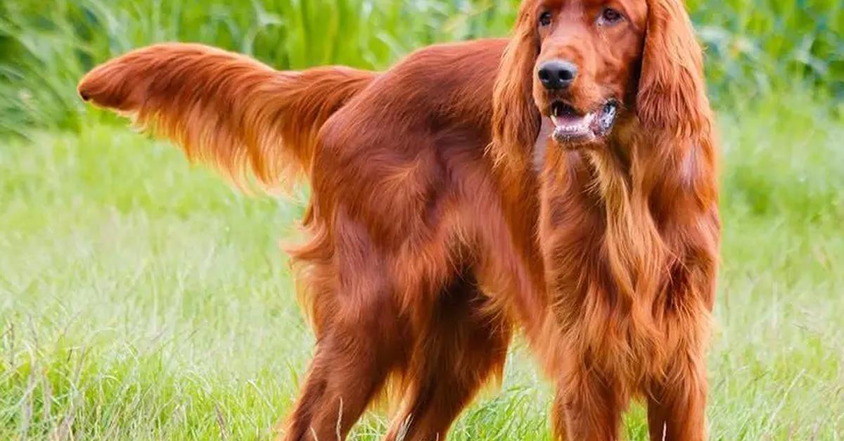 Exquisite image of Irish Setter, in Indonesia known as Irish Setter.