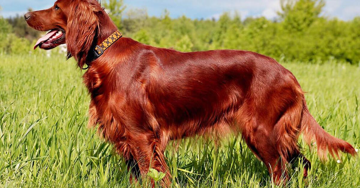 The Irish Setter, a beautiful species also known as Irish Setter in Bahasa Indonesia.