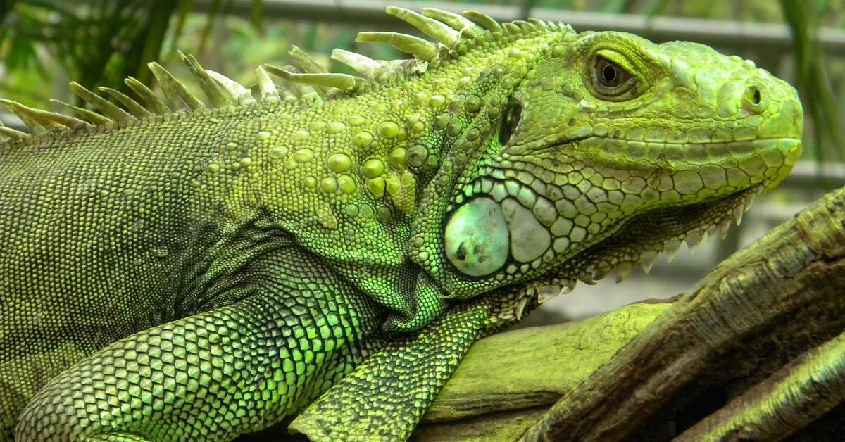 The elegant Iguana (Anatidae), a marvel of nature.