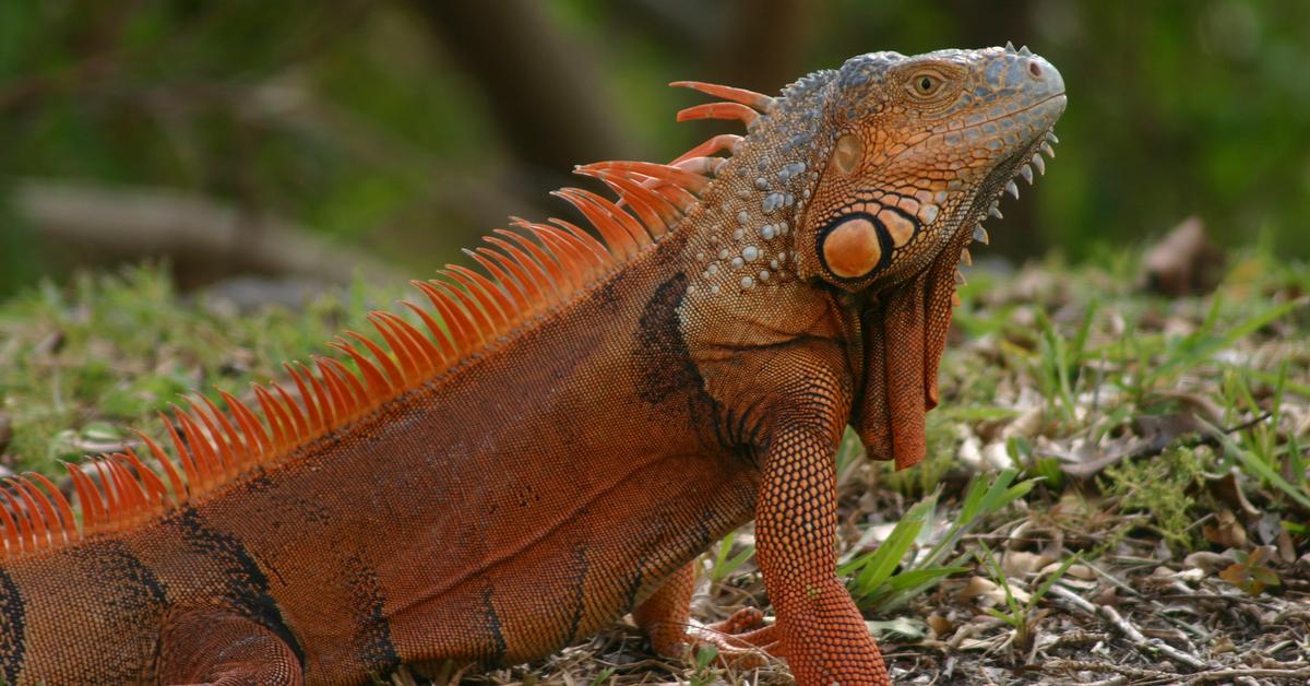 Charming view of the Iguana, in Indonesia referred to as Iguana.