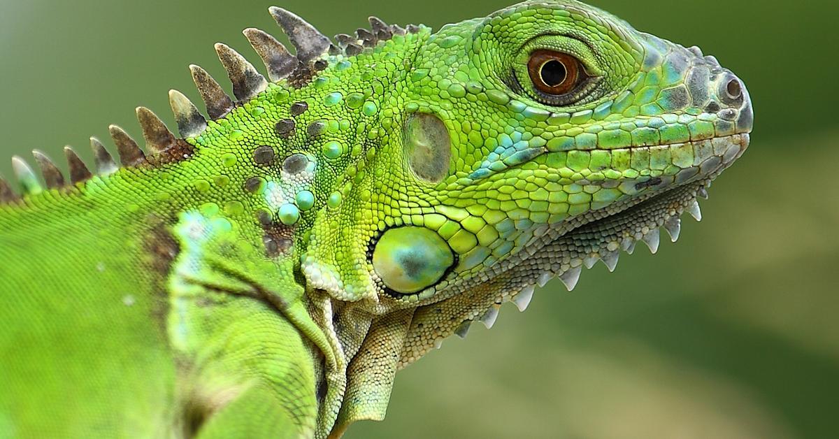 The Iguana, a beautiful species also known as Iguana in Bahasa Indonesia.