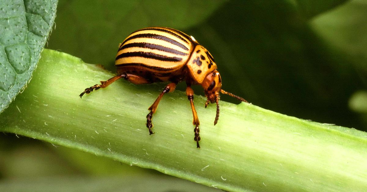 Portrait of a Insects, a creature known scientifically as Insecta.