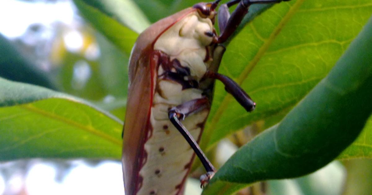 Engaging shot of the Insects, recognized in Indonesia as Serangga.