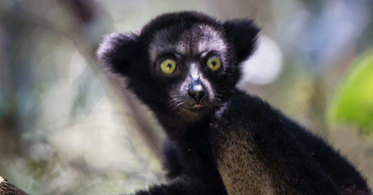 The alluring Indri, commonly referred to as Indri in Bahasa Indonesia.