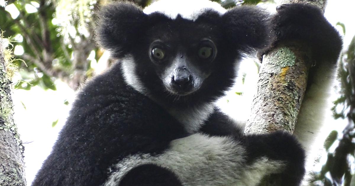 Captured elegance of the Indri, known in Indonesia as Indri.