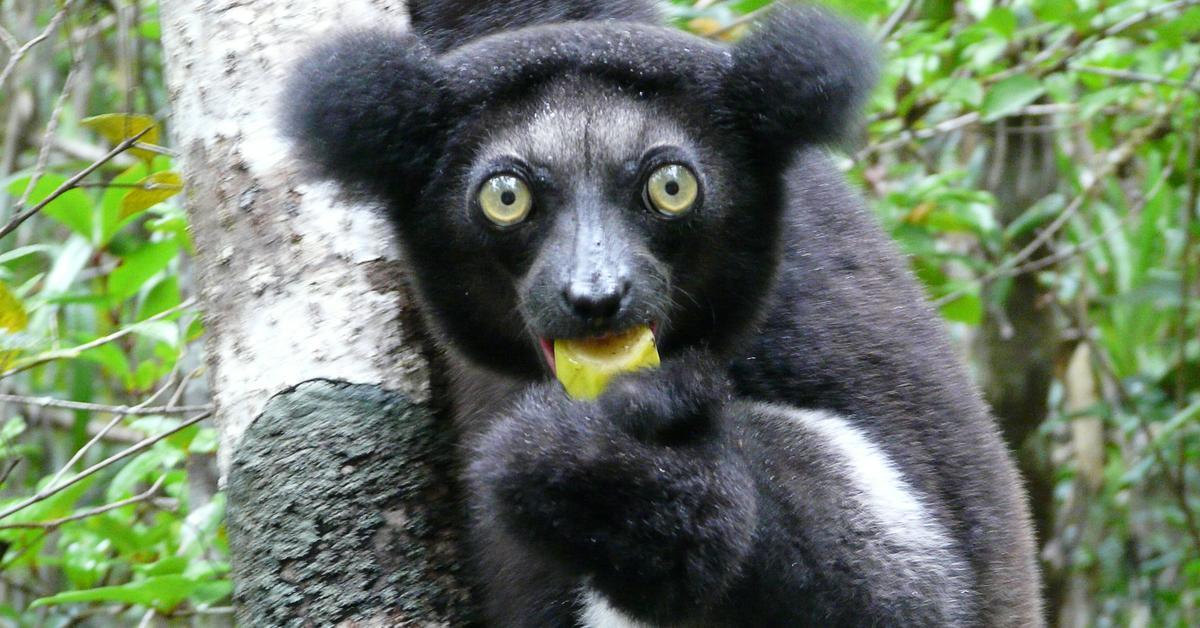 The Indri, an example of Indri indri, in its natural environment.