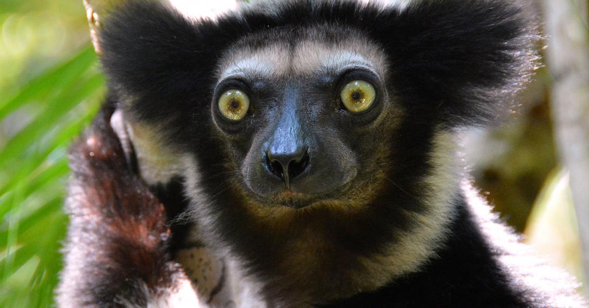 The Indri, an example of Indri indri, in its natural environment.