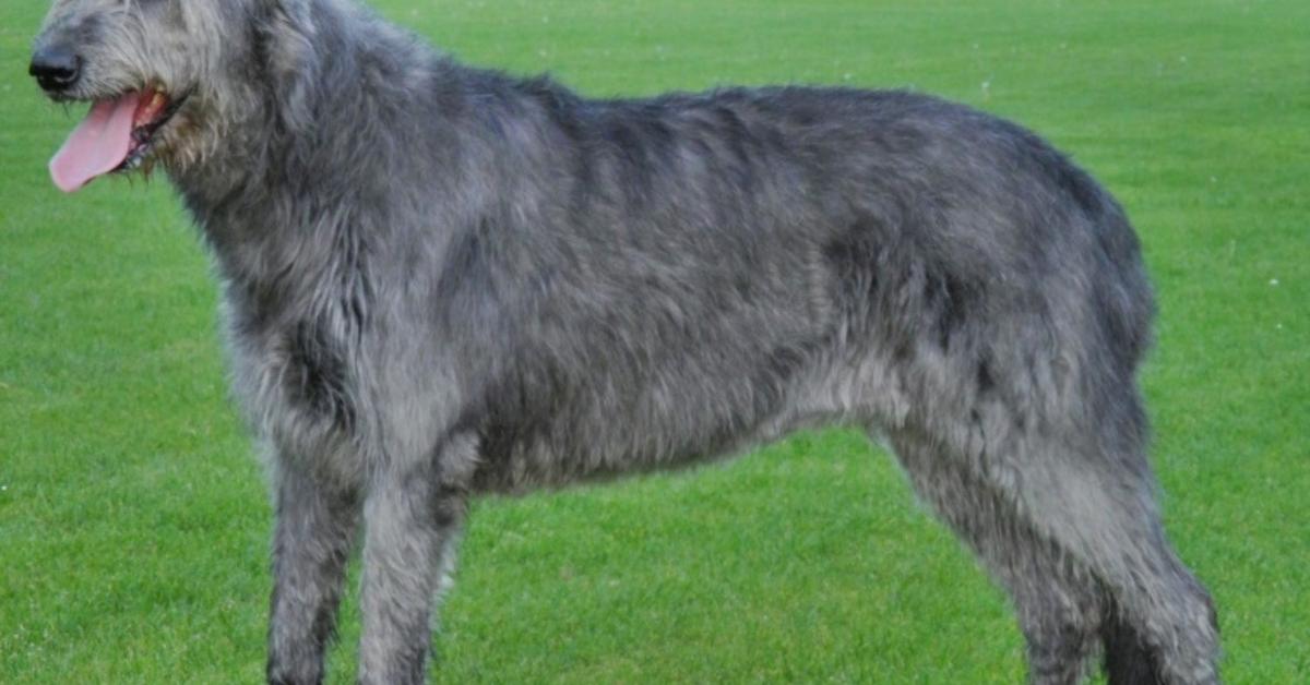 Portrait of a Irish Wolfhound, a creature known scientifically as Canis Lupus.