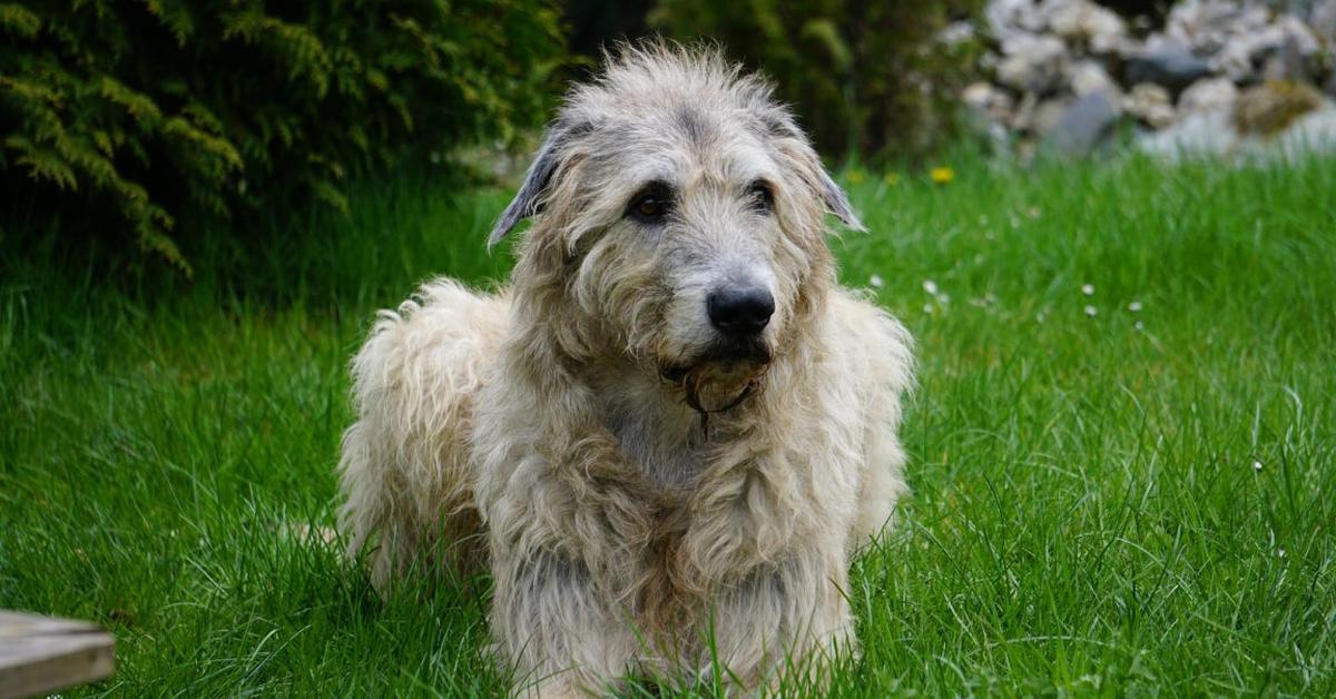 Captured moment of the Irish Wolfhound, in Indonesia known as Anjing Irish Wolfhound.