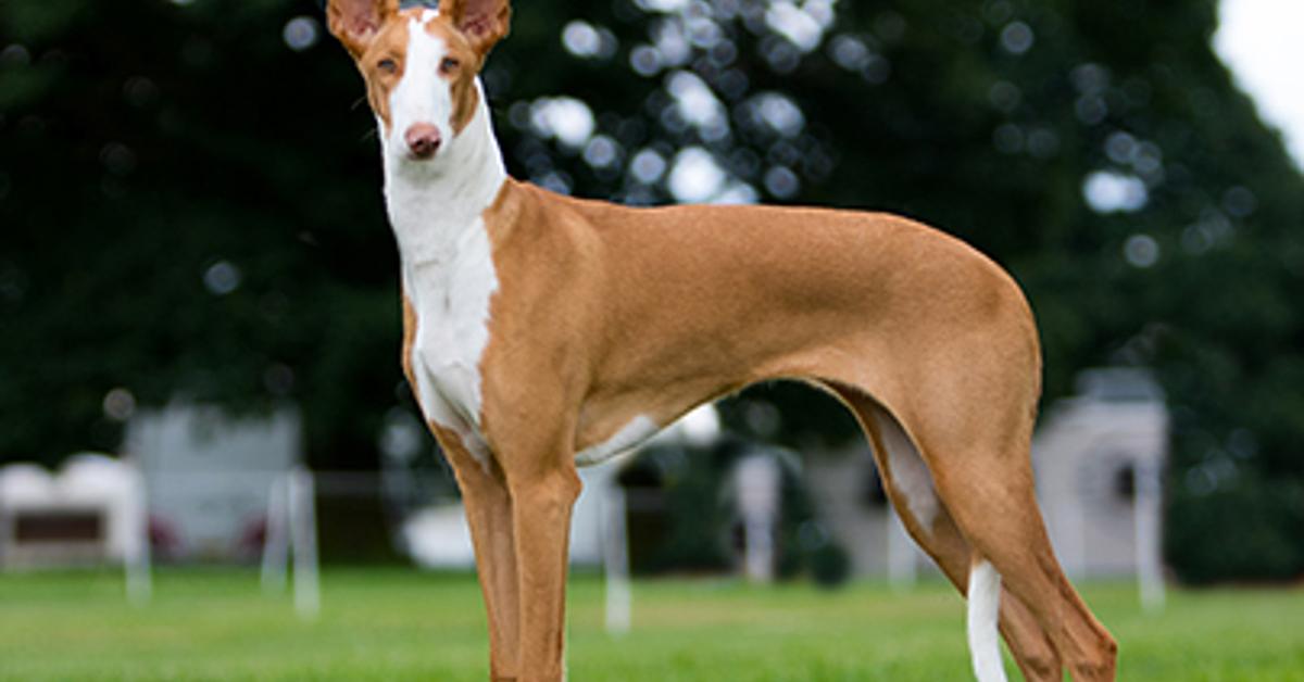 Visual representation of the Ibizan Hound, recognized in Indonesia as Anjing Ibizan.