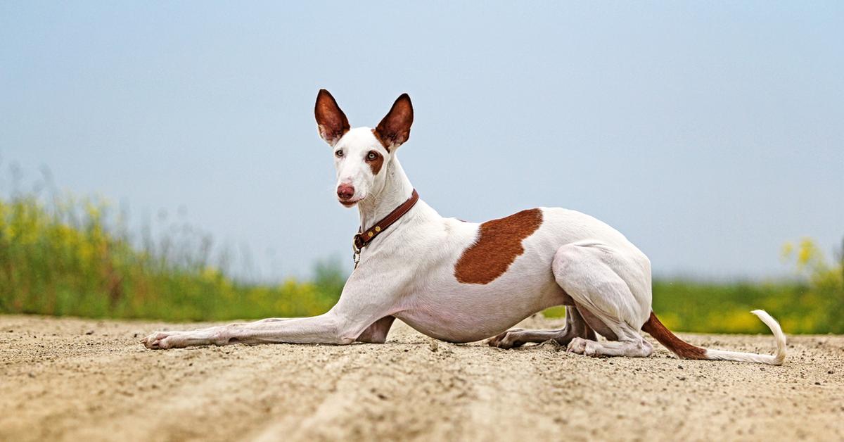 Portrait of a Ibizan Hound, a creature known scientifically as Canis lupus.