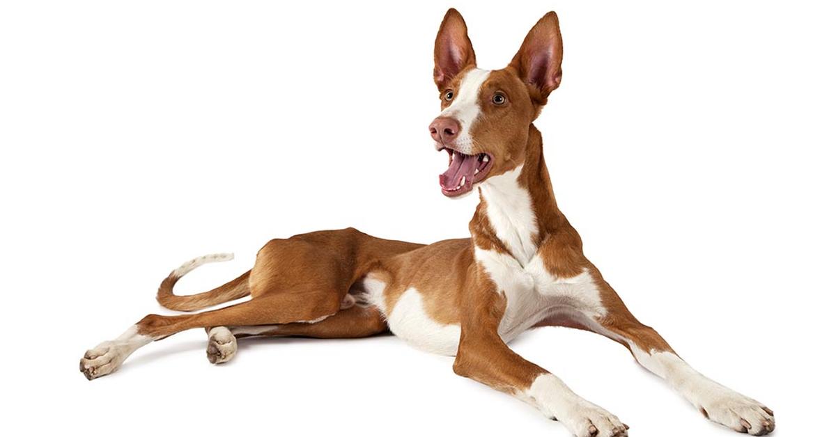 Stunning depiction of Ibizan Hound, also referred to as Canis lupus.