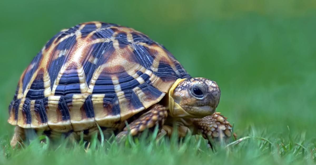 Captured moment of the Indian Star Tortoise, in Indonesia known as Kura-kura Bintang India.