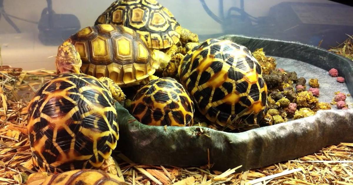 The Indian Star Tortoise in its natural beauty, locally called Kura-kura Bintang India.