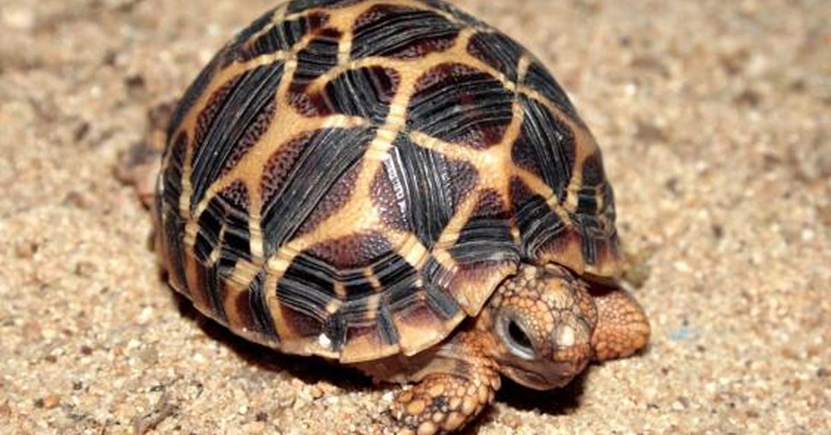 The elegant Indian Star Tortoise (Geochelone elegans), a marvel of nature.